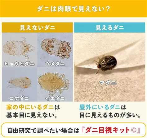 家蚤|家にいるノミやダニを駆除する方法 (画像あり)